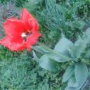 Sakhrizat