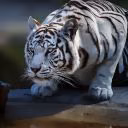 belaja_tigra