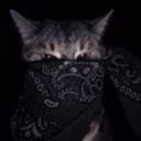 kijmar