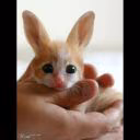 Aximiss