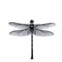 Water_Dragonfly