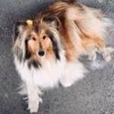 Adelya_dog