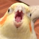 Epicpolarfox