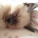 haruu_kitti
