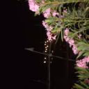 LanaWay7
