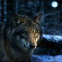 WolfAlu