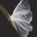 _deadbutterfly