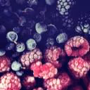 Rainbow_Pineapple
