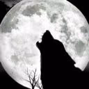 Darly_Wolfen