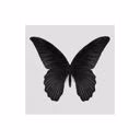 black_morfo