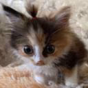 Lilomchik
