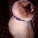 Evvva1Cat_38