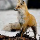 FieryFox13
