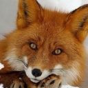 Fox__Red