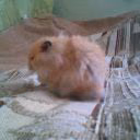 tihonka