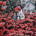 a_kotoraya