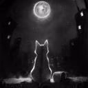 blacket_night