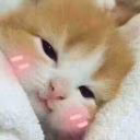 Foxball