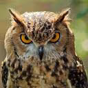 IAmBirdy