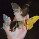 dariakudia