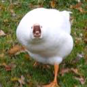 HammyKow