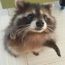 selenkovadasha