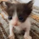 Mint_in_depression