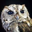 OwlGirlNight