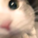 AnnyCatWolf