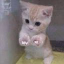 meowzxh