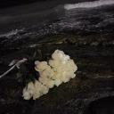 moonwounds