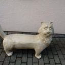 cat_kitty_mey