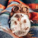 SAD-HEDGEHOG