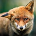 VIPFox0