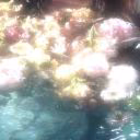 star_wixx11