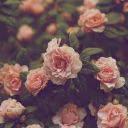 _KristinaCream13_