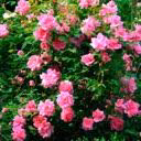 polipury