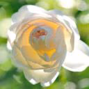 Perle2114