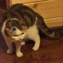 SilentCat_