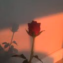 Author_RoseBook