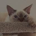 Tigerheart_KB