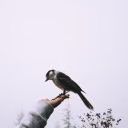 Astrarche_write