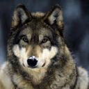 Wolf_vun