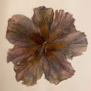 affyiii