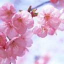 Fleur_de_sakura_ange