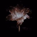 Idillia_Monro