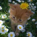 kot_366_