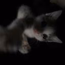 angelina12092007