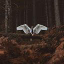 Daliana_3w