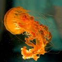 Jellyfish512